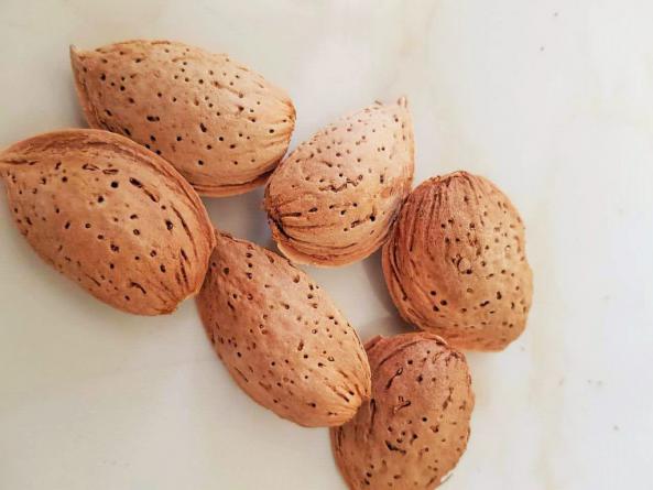 Supplying Shahrodi Almond in bulk