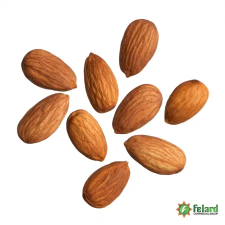 Focal suppliers of Shahrodi Almond