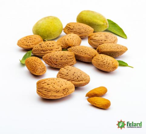 Comprehensive Guide for buying Shahrodi Almond