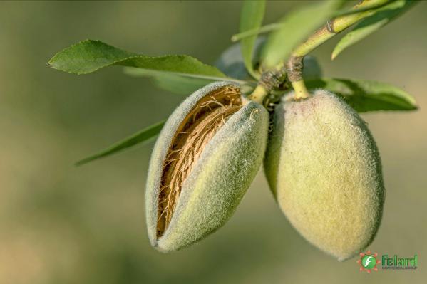 The best Shahroudi almond types for sale