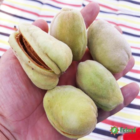 Trade marketing of Shahroudi almond in 2021