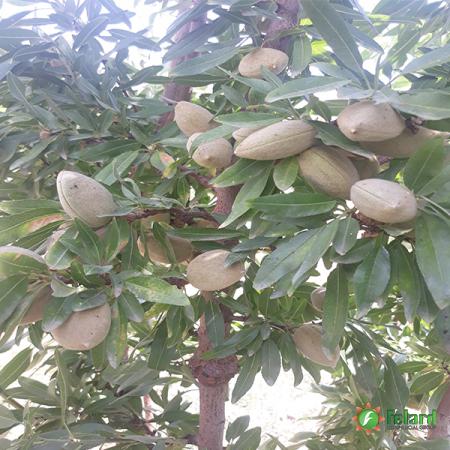 Shahroudi almond trade market in 2021