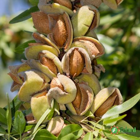 Purchase The best Shahroudi almond types