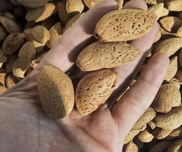 خرید مغز بادام سنگی درختی + بهترین قیمت