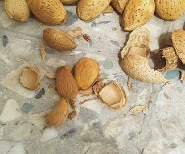 خرید مغز بادام سنگی ریز + بهترین قیمت