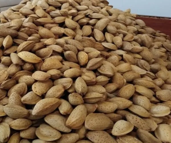 مغز بادام سنگی بی نمک | قیمت مناسب خرید عالی