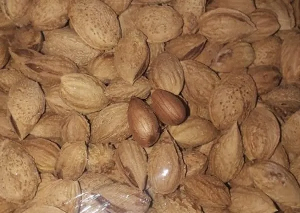 خرید و قیمت بادام درختی پوست کاغذی