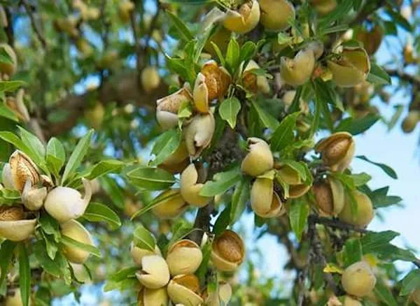 قیمت خرید بادام درختی مامایی + طرز تهیه