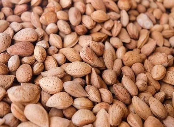 قیمت خرید بادام درختی سنگی + عکس
