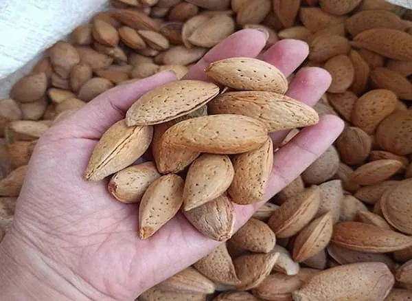 قیمت خرید بادام سنگی تازه + خواص، معایب و مزایا