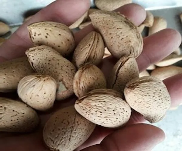 خرید مغز بادام سنگی ریز + بهترین قیمت