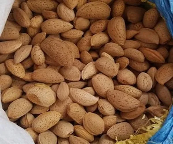 خرید مغز بادام سنگی درختی + بهترین قیمت